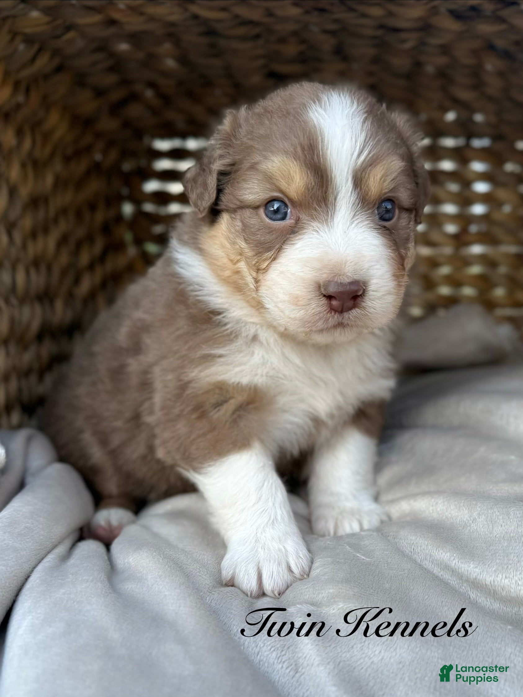 Australian Shepherd dogs Luna - Ad 1