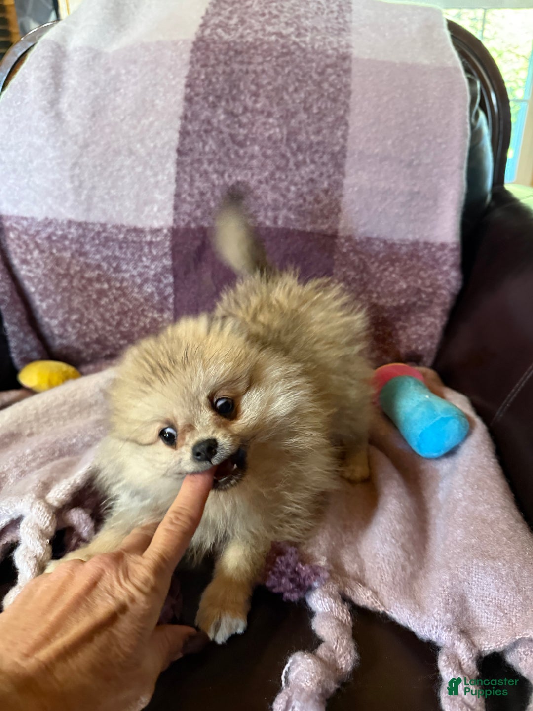 Pomeranian dogs for sale: Benji was his name~o - Ad 19