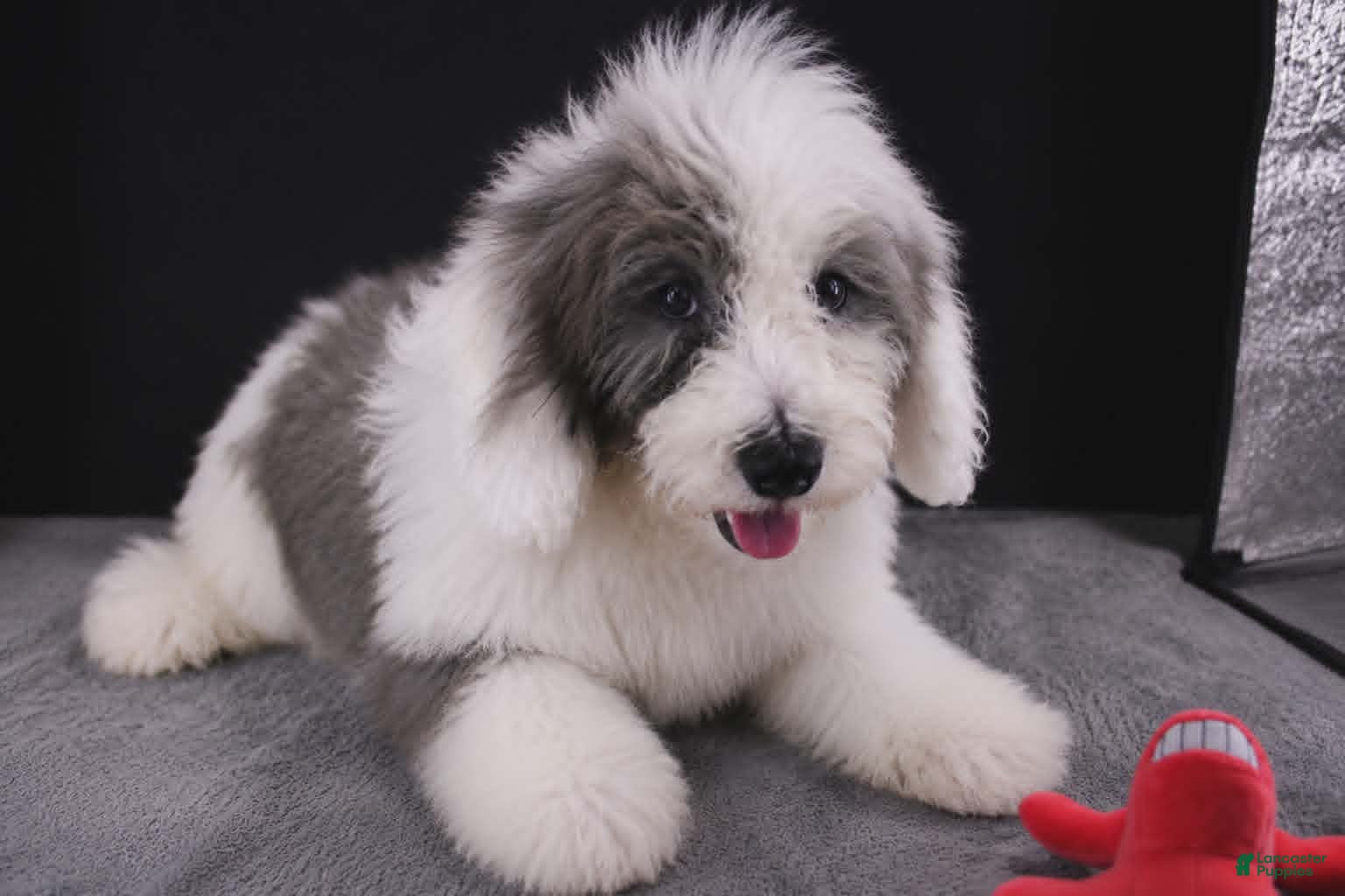 Mini Aussiedoodle dogs Boots - Ad 14