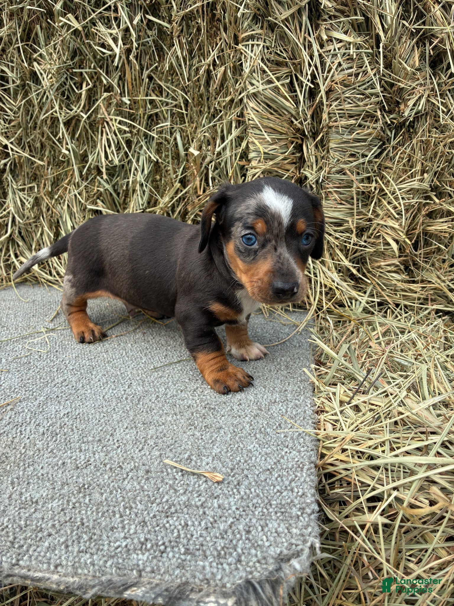 Miniature Dachshund dogs Jones - Ad 15