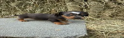 Miniature Dachshund dogs for sale: Jones - Ad 1