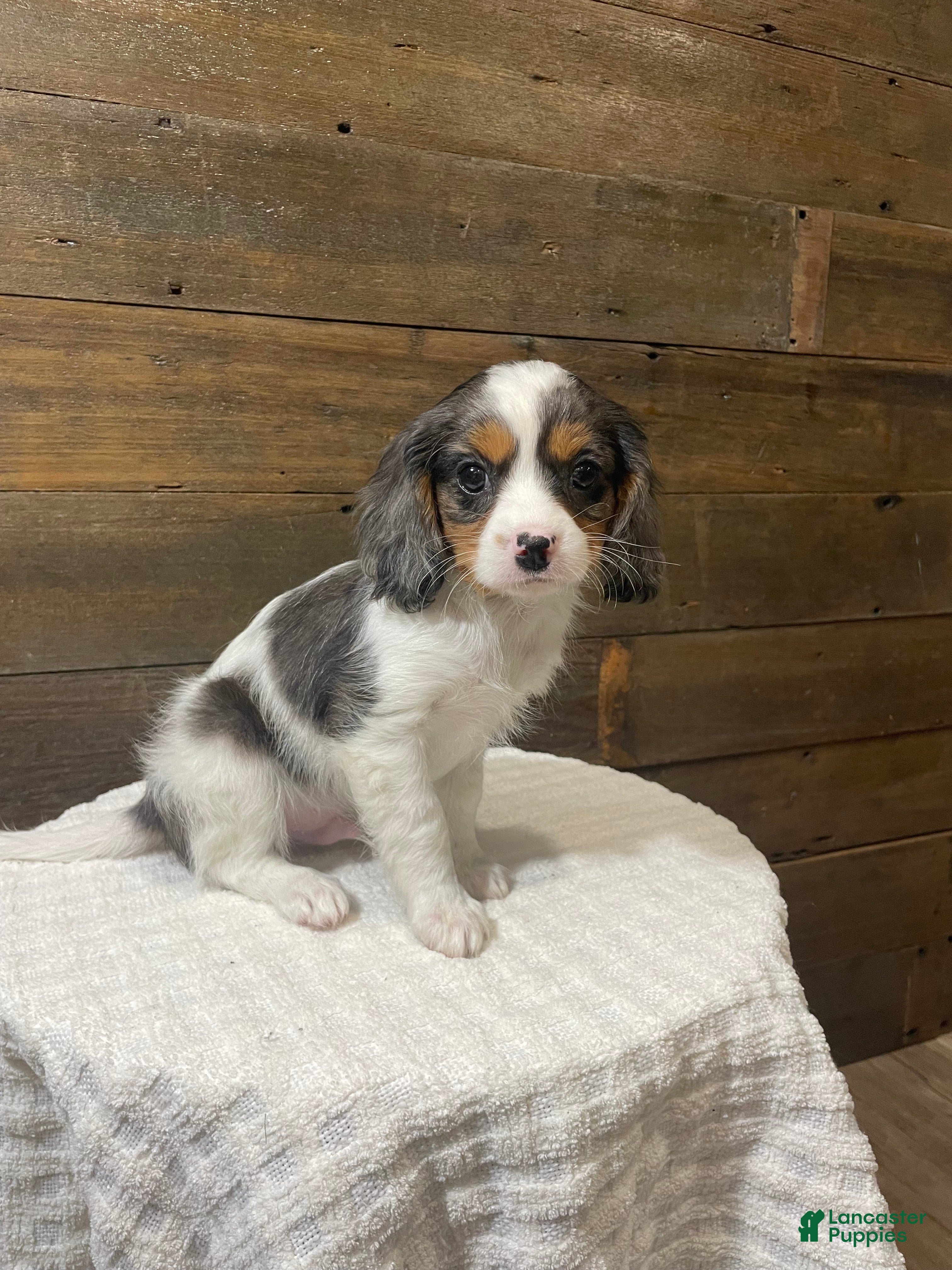 Cavapoo dogs for sale: Cooper - Ad 2