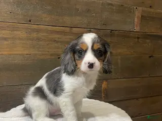 Cavapoo dogs Cooper - Ad 19