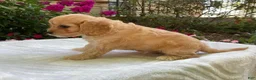 Cavapoo dogs for sale: Laredo  - Ad 14