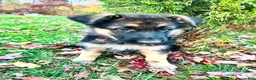 German Shepherd dogs for sale: Liberty - Ad 7