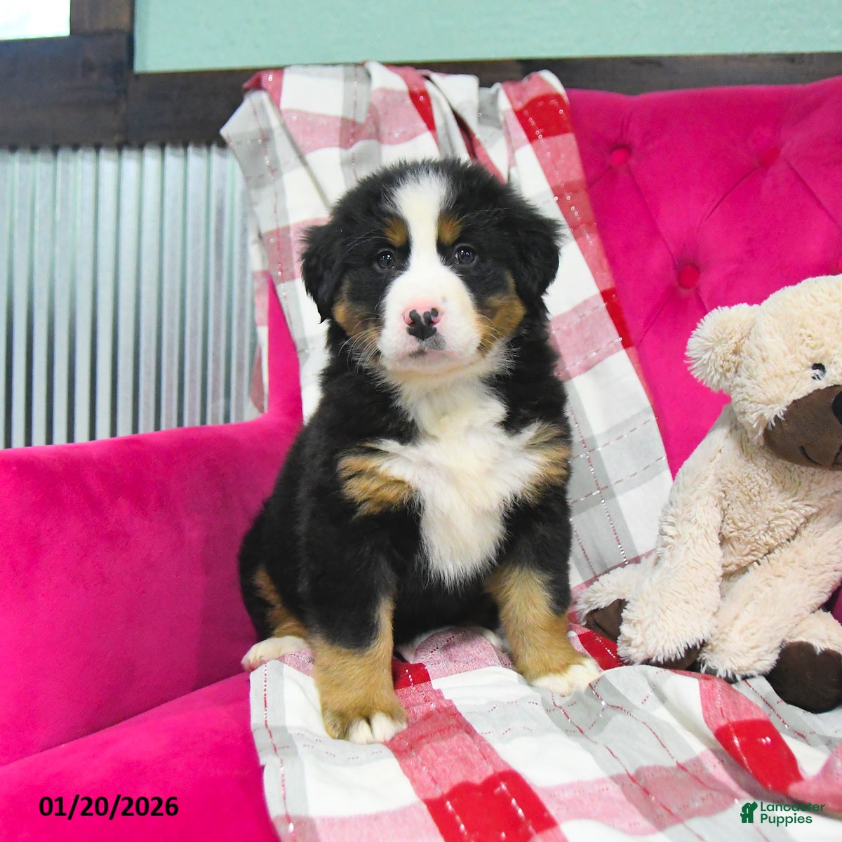Bernese Mountain Dog dogs Jodie  - Ad 35