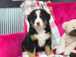 Bernese Mountain Dog dogs Jodie - Ad 3