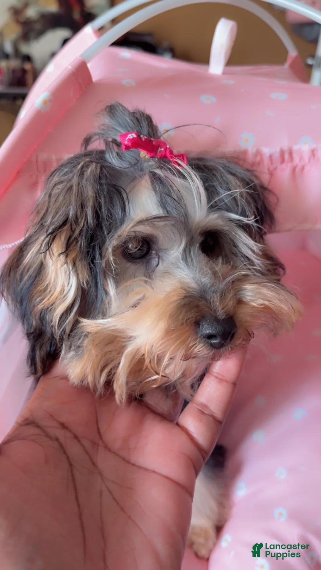 Yorkiepoo dogs for sale: Yorkiepoo Puppy 1 - Ad 2
