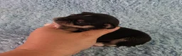 Chihuahua dogs for sale: AKC Peter - Ad 5