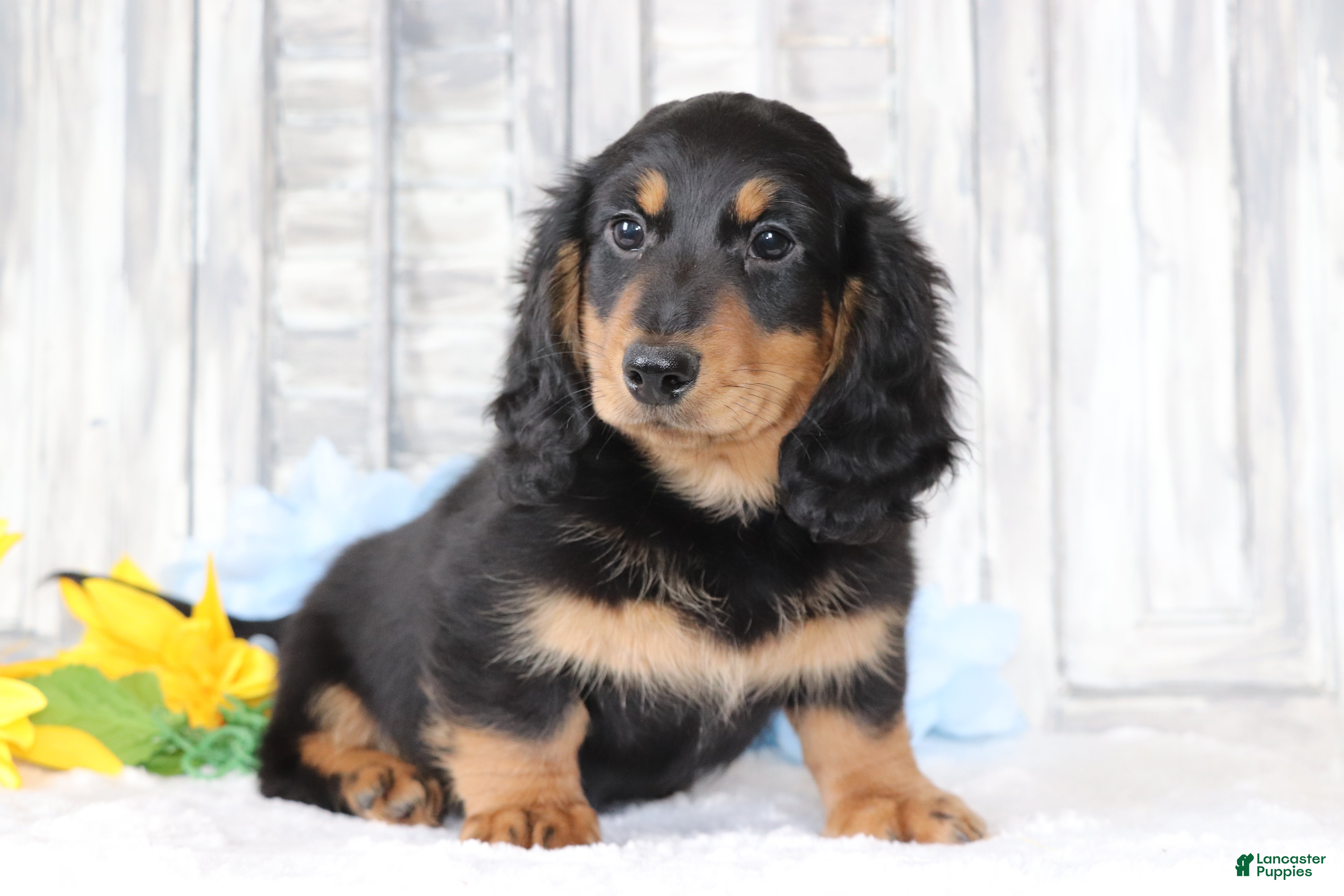Dachshund dogs for sale: Benny - Ad 1