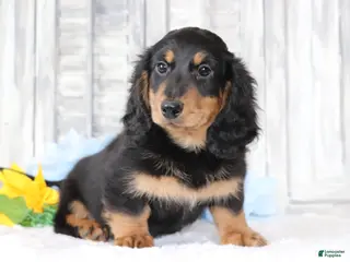 Dachshund dogs for sale: Benny - Ad 1