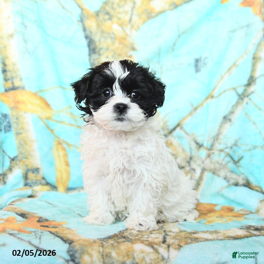 Shihpoo dogs Cupcake - Ad 2