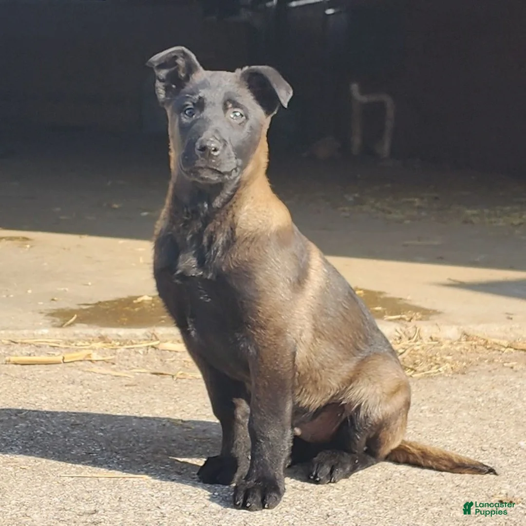 Belgian Malinois dogs for sale: Arlo  - Ad 1