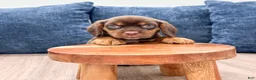 Beaglier dogs for sale: Jay - Ad 2