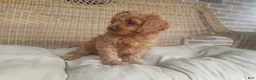 Cavapoo dogs for sale: Skye - Ad 6