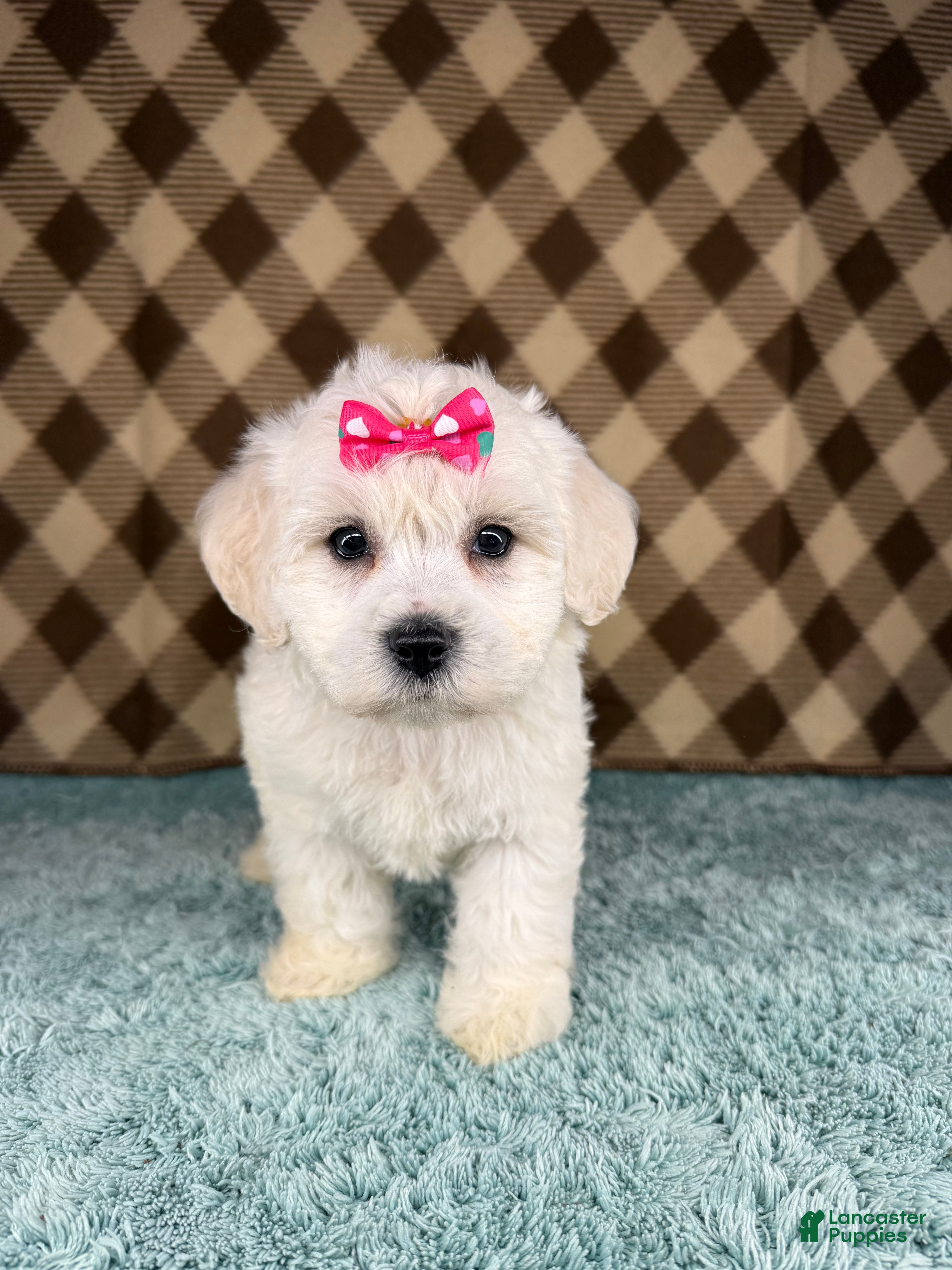 Cockapoo dogs Sugar - Ad 4