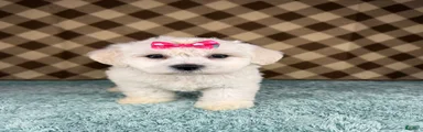 Sugar