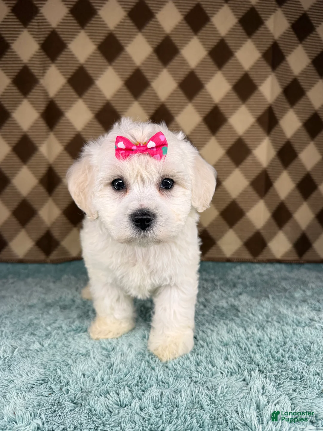 Cockapoo dogs for sale: Sugar - Ad 1