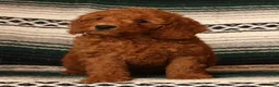 Mini Goldendoodle dogs for sale: Mae - Ad 1