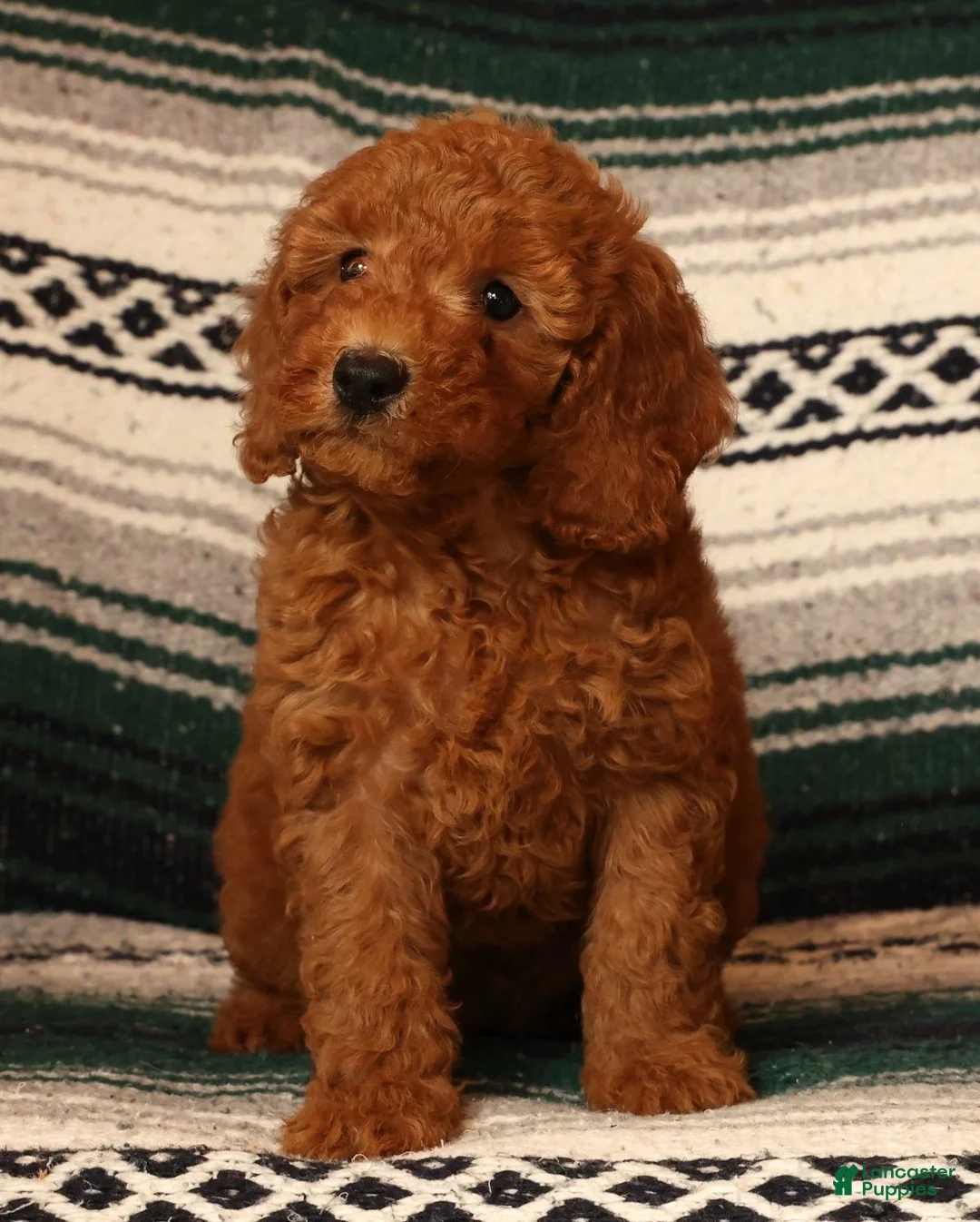 Mini Goldendoodle dogs for sale: Mae - Ad 1
