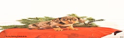 Miniature Dachshund dogs for sale: Sugar - Ad 4