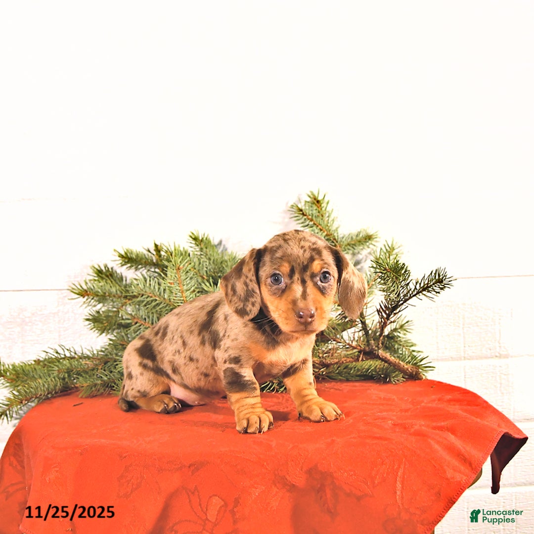 Miniature Dachshund dogs for sale: Sugar - Ad 4