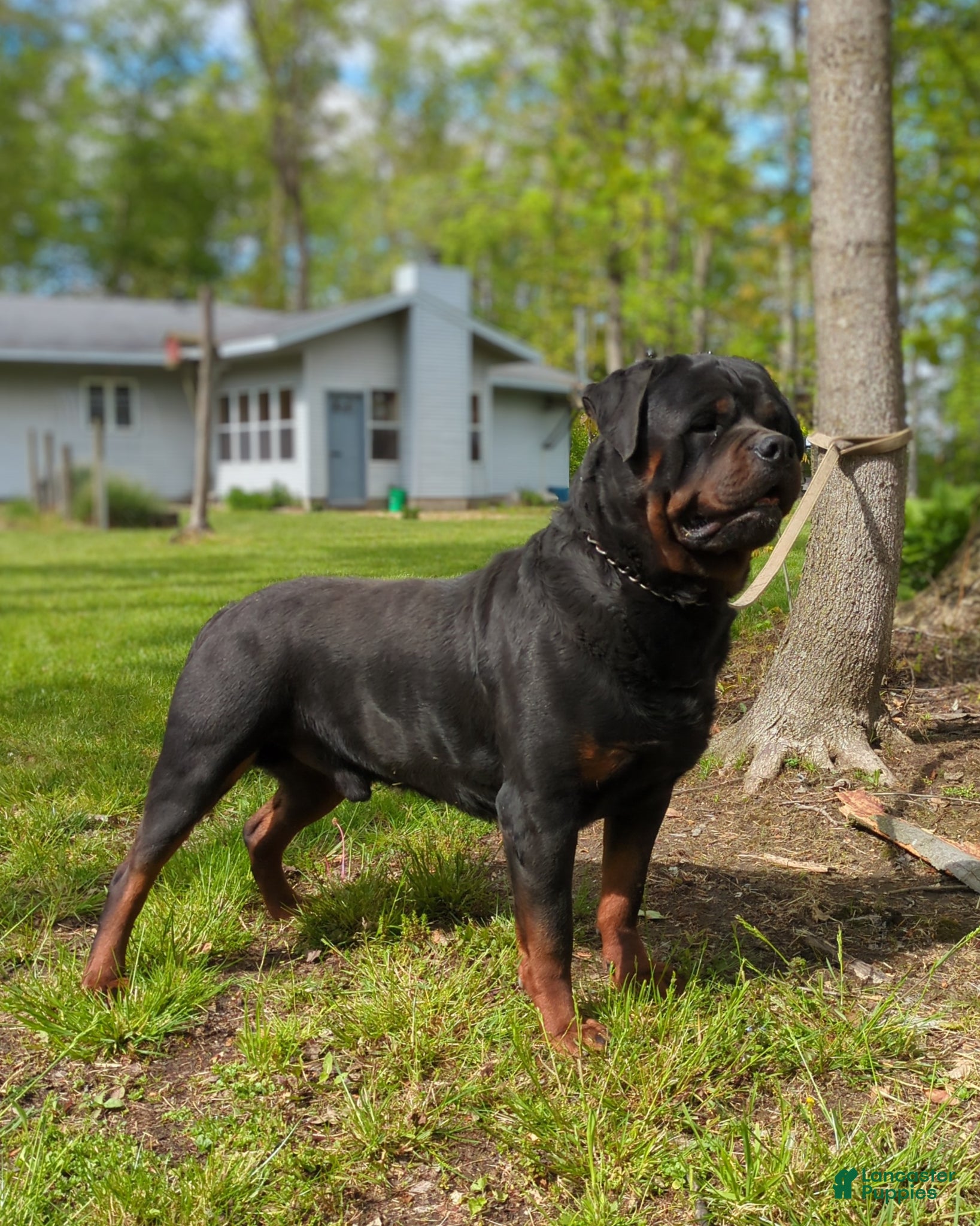 Rottweiler dogs for sale: Alfa - Ad 4