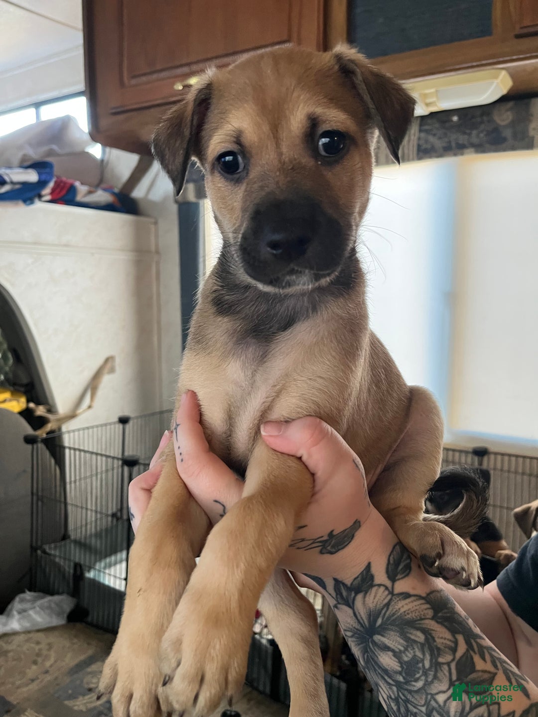 Mixed Breed dogs for sale: Mixed Breed Puppy 4 - Ad 1