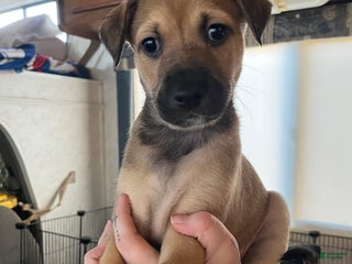 Mixed Breed dogs Mixed Breed Puppy 4 - Ad 10