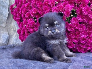 Pomeranian dogs - Ad 11