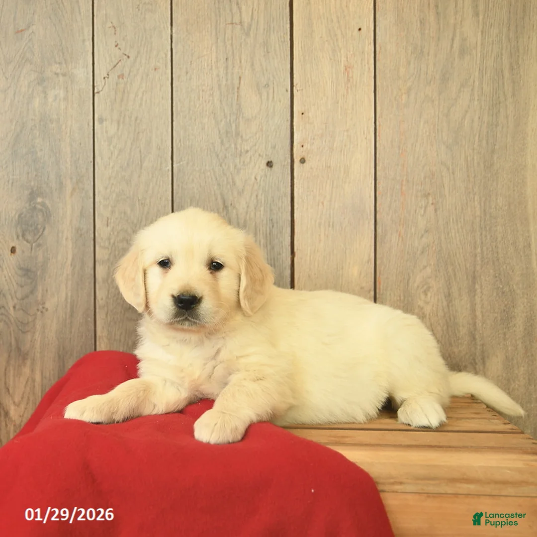 Golden Retriever dogs for sale: Gemma  - Ad 3