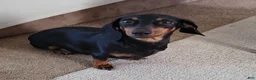 Miniature Dachshund dogs for sale: Miniature Dachshund Puppy 2 - Ad 2