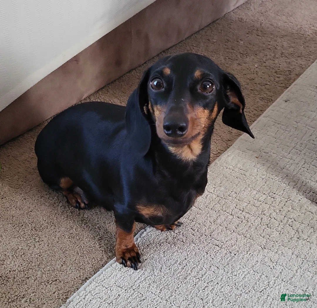 Miniature Dachshund dogs for sale: Miniature Dachshund Puppy 2 - Ad 2