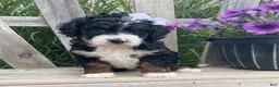 Mini Bernedoodle dogs for sale: Kandy - Ad 1