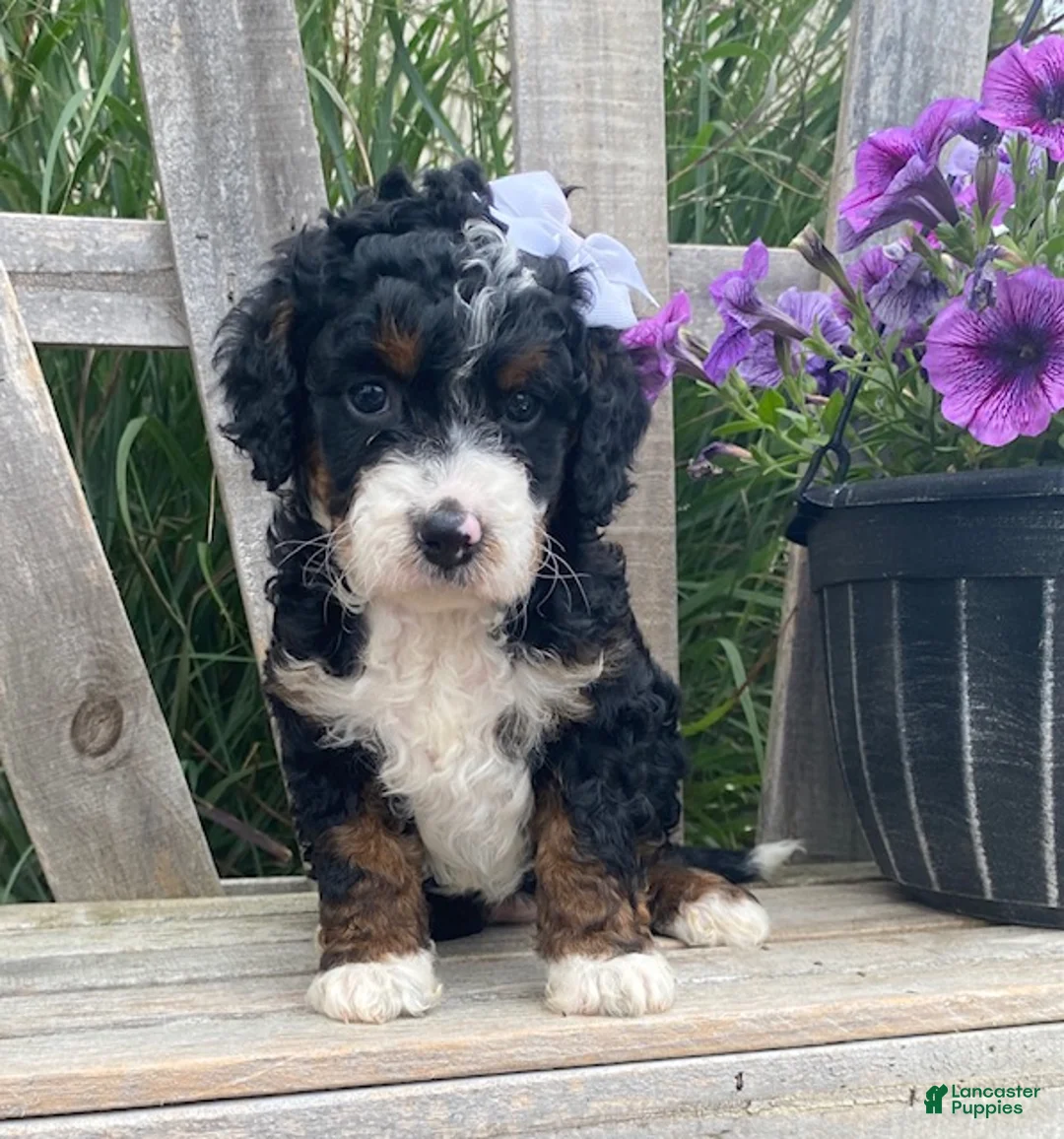 Mini Bernedoodle dogs for sale: Kandy - Ad 1