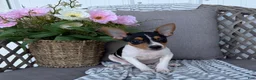 Toy Fox Terrier dogs for sale: Tinker - Ad 3