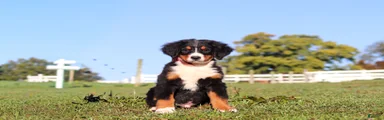 Milo
