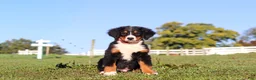 Bernese Mountain Dog dogs for sale: Milo - Ad 1