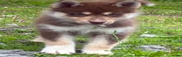 Siberian Husky dogs for sale: Siberian Husky 1 - Ad 8