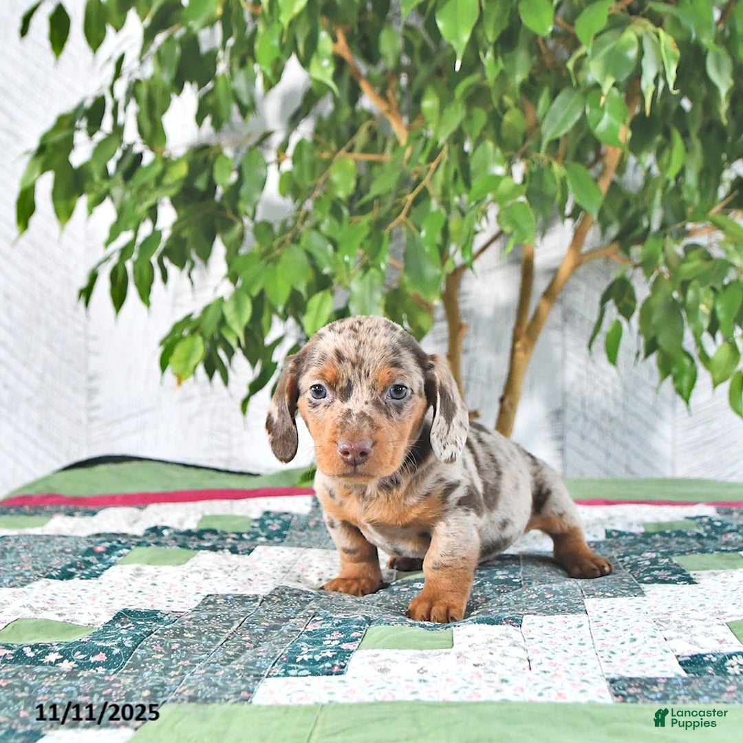 Miniature Dachshund dogs for sale: Eddy - Ad 3