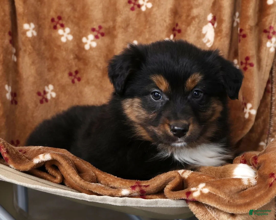 Australian Shepherd dogs for sale: Jeremy - Ad 7