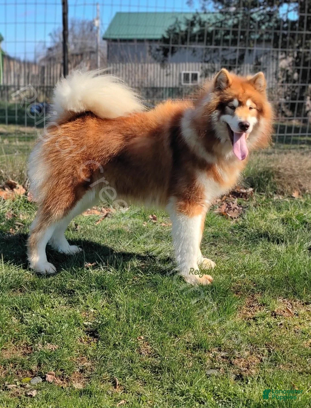 Alaskan Malamute dogs for stud: Alaskan malamute male for stud service  - Ad 3