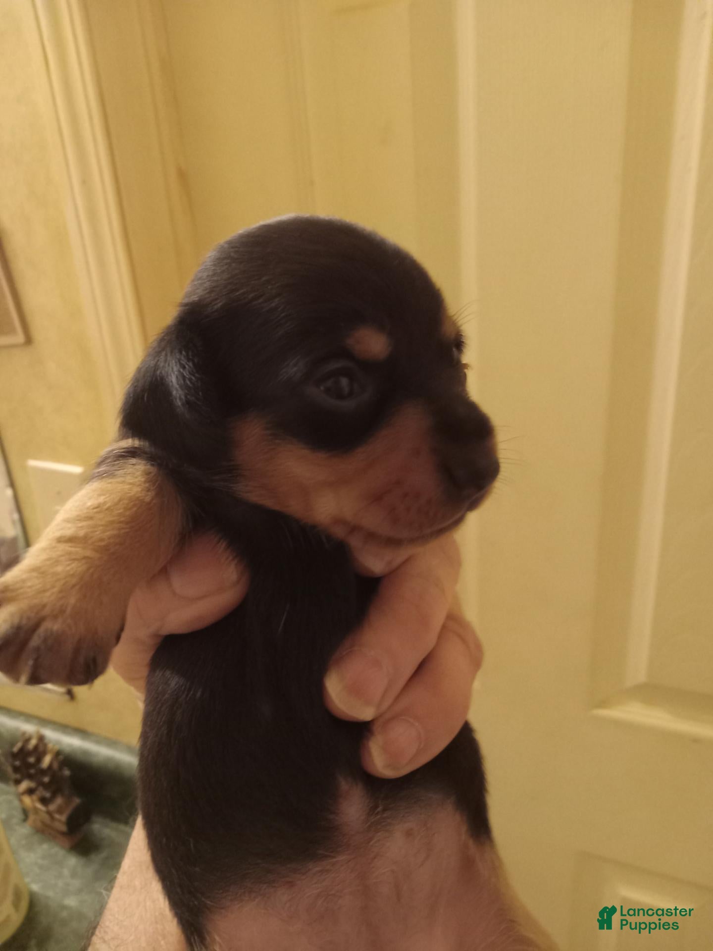 Dachshund