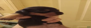 Dachshund 2