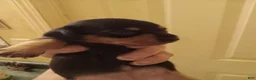 Dachshund dogs for sale: Dachshund 2 - Ad 1