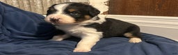 Australian Shepherd dogs for sale: Ruth - Ad 23