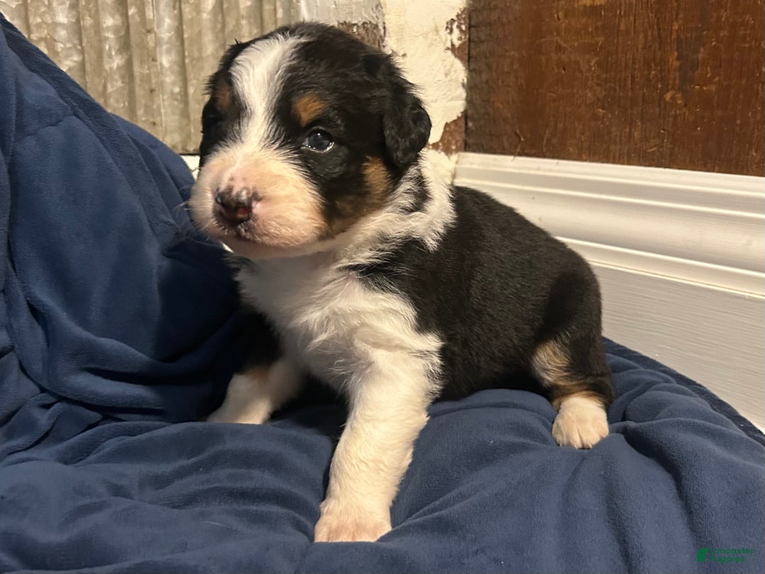 Australian Shepherd dogs for sale: Ruth - Ad 23