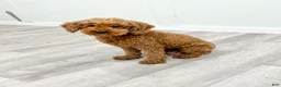 Miniature Poodle dogs for sale: Lily - Ad 6