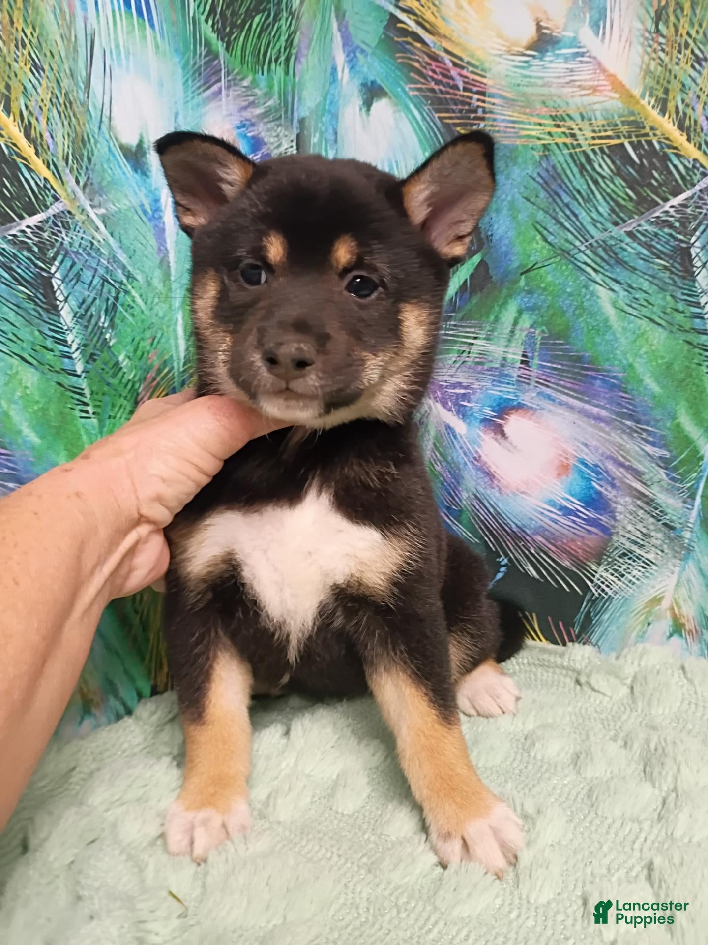 Shiba Inu dogs Keno 7 weeks old. - Ad 2