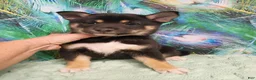 Shiba Inu dogs for sale: Keno 7 weeks old. - Ad 2